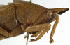 CollectionObject 1530645; 482fa01e-ba8d-4dc2-8a51-66399b3ab053: male pronotum, lateral view (holotype). (CollectionObject).