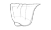 Vilerna aeneooculata (De Geer, 1773): Fig. 1. pronotum, lateral view. (Otu).
