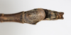 CollectionObject 1557304; NMW 645, f9e15317-ecad-451e-9f8e-c1986a57f9e7: copyright NMW, Vienna. male: end of abdomen, ventral view (holotype). (CollectionObject).