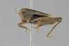 CollectionObject 1522974; cbd4f11a-9098-42d3-9b97-45b2d1607003: female, lateral view (lectotype of Apteropedon apicale). (CollectionObject).