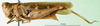 CollectionObject 1575300; a1021366-b37d-40b7-9840-e167a836eb5a: female, lateral view (syntype of Gomphocerus (Epacromia) socius). (CollectionObject).