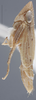 Habitus, lateral view: !! display not done !! on Agudus blockeri Cheng, 1980: Lateral. (Observation).