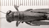 CollectionObject 1523830; 72e81ac9-476b-4444-b710-f6fc818e0e4b: male, head and pronotum, dorsal view (holotype). (CollectionObject).