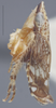 Habitus, lateral view: !! display not done !! on Dicyphonia minuta Beamer, 1936: Lateral. Paratype. (Observation).