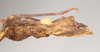 CollectionObject 1558986; 0c8a6eff-4dce-4812-9bfd-ef67ba0b7b25: copyright Natural History Museum, London. female: end of abdomen, lateral view. (CollectionObject).