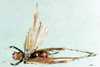 CollectionObject 1500861; 7c5e4fa2-66bb-4c8d-af6c-e6454a6cde62: female, dorsal view (syntype). (CollectionObject).