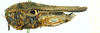 CollectionObject 1532636; 2ec43788-8715-41a9-b0fc-d8f6e2b7e8f2: female, lateral view (holotype). (CollectionObject).
