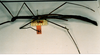 CollectionObject 1558396; 038de275-cf01-4456-b82c-456dde28bd20: copyright RBINS Brussels. female, lateral view of synonym Diardia relicta (paralectotype). (CollectionObject).;CollectionObject 1558397; 221181df-d58f-4662-8117-b2076704d351: copyright RBINS Brussels. female, lateral view of synonym Diardia relicta (paralectotype). (CollectionObject).