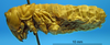 CollectionObject 1530797; 55861e0b-9e5d-4875-a120-34f031044d7a: male nymph. (CollectionObject).