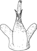 Aedeagus, ventral view: !! display not done !! on Jassargus Zakhvatkin, 1933: Aedeagus, ventral view. (Observation).