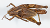 CollectionObject 1527228; 94e927c6-bc7f-4e3d-a1f1-3232246a05c5, CASENT no. 736: female, dorsal view (holotype). (CollectionObject).