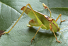 Platylyra californica Scudder, 1898: male (California). (Otu).