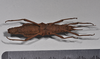 CollectionObject 1558294; NHMUK(SF IMPORT DUPLICATE) 845352, c0abbad1-e9b3-4d34-a809-5486ccb41942: copyright Natural History Museum, London. female, ventral view (holotype). (CollectionObject).