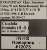 Other on Cicadula (Henriana) frontalis (Herrich-Schäffer, 1835): Labels. (Observation).