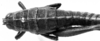 CollectionObject 1567330; a85227a1-3163-4f28-8716-aa4b4e280595: female, dorsal view (paralectotype). (CollectionObject).