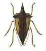 Habitus, dorsal view: !! display not done !! on Thelia bimaculata (Fabricius, 1794): (Observation).