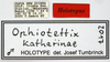 CollectionObject 1581844; dfb5258b-b321-451e-8717-c3e5f845235b: male, labels (holotype). (CollectionObject).