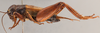 CollectionObject 2804317; de57f7c0-47a5-40fc-be2f-65f1afed3019, FCE- GY 78, occurrenceID:- GY 78: URUGUAY-Florida, Casupá, 16-I-1955, C.S. Carbonell. Male, lateral habitus. Facultad de Ciencias - UDELAR (FCE - GY 078). (CollectionObject).