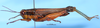 CollectionObject 1521302; 40475c6e-9ccf-4081-bf25-b15313b3b131: female, lateral view (allotype). (CollectionObject).