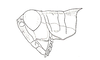 Dichroplus patruelis (Stål, 1861): Fig. 19. male, head and pronotum, lateral view. (Otu).