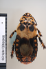 CollectionObject 1552814; NHMUK(SF IMPORT DUPLICATE) BMNH(E) 876150, 6c7dac76-0bae-476b-985e-10a781f47024: Copyright NHM, London. Holotype female, dorsal view. (CollectionObject).