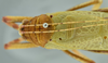 CollectionObject 1532034; 2d020a22-afbf-444f-a5ce-26692f31f857: male stridulatory area, dorsal view (syntype). (CollectionObject).