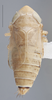 Habitus, dorsal view on Destria fumida (Sanders & DeLong, 1917): Dorsal. Male Immature. (Observation).