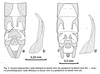 Leuctra hippopoides Kacanski & Zwick, 1970: (Otu).