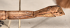 CollectionObject 1558798; f06fc7c1-fd2a-4ded-96ae-faf166c44fdb: copyright OUMNH. female: end of abdomen, lateral view of Necroscia gargantua (holotype). (CollectionObject).