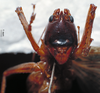 CollectionObject 1503255; MBBJ 3225969, 6ae5c9be-9c3c-4829-b54f-95e2c1d79512: male, frontal view. (CollectionObject).
