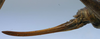 CollectionObject 1517228; 5d00810c-f3ae-4531-8c2f-1d8f5f79cb67: female ovipositor (syntype or lectotype). (CollectionObject).