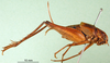 CollectionObject 1502144; 60349c59-5ebb-4ffb-9528-d038503dfe40: female, lateral view (paralectoype). (CollectionObject).