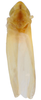 Habitus, dorsal view on Erythridula meridiana (Hepner, 1977): Habitus (holotype, INHS collection). (Observation).