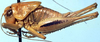 male, lateral view (holotype). Depicts CollectionObject 1522415; d8cf51bc-1c59-4927-a84d-80ef748a6df3, a CollectionObject.