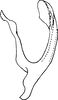 Aedeagus, lateral view on Dziwneono septembris Dworakowska, 1972: Aedeagus, lateral view. (Observation).