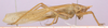 CollectionObject 1479197; 7877ccdf-e17b-4fd1-acbf-17e7c8cd566a: female, lateral view (colour lost in alcohol). (CollectionObject).