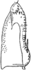 Subgenital plate, ventral view on Ajika nana Dworakowska, 1979: Subgenital plate (A. nana Dwor.). (Observation).