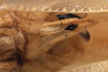 male abdomen tip, ventral view (syntype). Depicts CollectionObject 1505858; af28ac48-8bda-4359-89ac-2f2b2661680e, a CollectionObject.