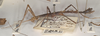CollectionObject 1559808; 8ce20cec-1e71-4d3a-950d-252cb855b0d4: copyright OUMNH. female, lateral view of Phasma (Acanthoderus) semiarmata (holotype). (CollectionObject).