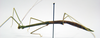 CollectionObject 1573582; 335529b6-0669-48e1-95fd-dc4d9cf0d0b4: copyright MEFLG Colombia. female, lateral view (paratype). (CollectionObject).