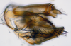 Pygofer, lateral view: (Observation).;Pygofer, lateral view: (Observation).