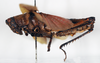 CollectionObject 1580187; 2ca32fcb-5402-4198-b200-914a2668d69f: male, lateral view (paralectotype of Poekilocerus roseipennis). (CollectionObject).