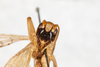 CollectionObject 1531231; 13b3a7ff-4e15-4dad-ac61-d772052170fc: male, anterior view (holotype). (CollectionObject).