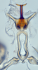 Aedeagus, ventral view: (Observation).