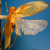 CollectionObject 1500584; 16f21c47-3291-4ec1-a0db-b944c50caf0f, DORSA BTplasemHTF: female, dorsal view (holotype). (CollectionObject).