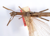CollectionObject 1559120; 7dd5c026-dbae-43a0-af09-6a96b759d387: copyright ANSP. female: head & thorax, dorsal view (holotype). (CollectionObject).