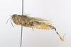 CollectionObject 1591612; 2304a653-18c3-44b7-b820-d3106bc0777b: male, lateral view (holotype). (CollectionObject).