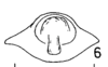 Anal tube processes: (Observation).