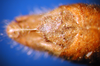 CollectionObject 1530878; 2bf91dec-0a22-46e8-9601-75efaf1c611a: male, abdomen tip (syntype). (CollectionObject).
