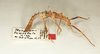 CollectionObject 1559811; c757269b-fb9c-4598-a00b-f6f765da56d8: copyright Oliver Zompro. female (syntype). (CollectionObject).